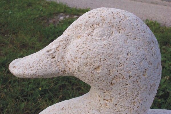 ente nahaufnahme kopf